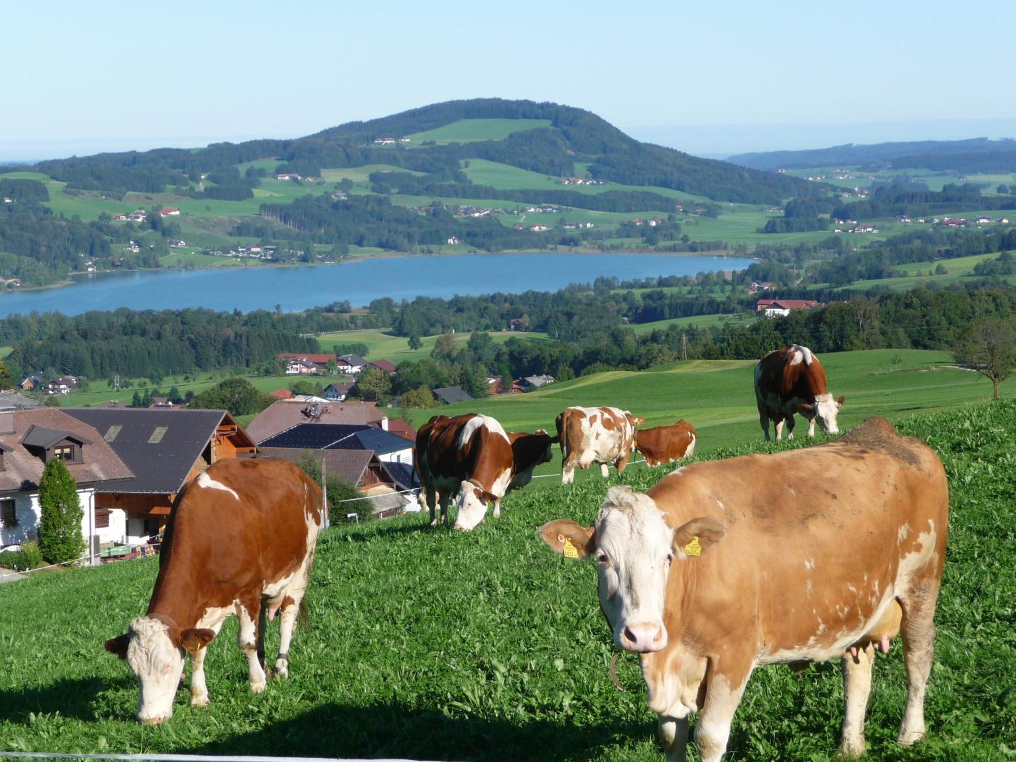 Familienferienhof Stabauer Zell am Moos Exteriör bild
